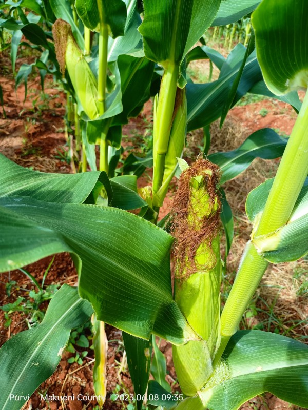 Sweet corn from Kenya